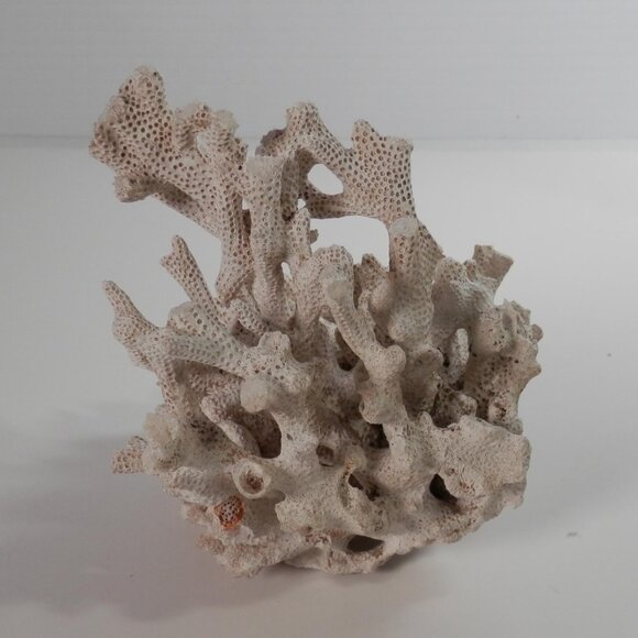 4" Small White Natural Coral Piece Specimen For Decor/Crafts Sea Beach Ocean - Picture 4 of 6